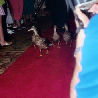 The Peabody Hotel ducks