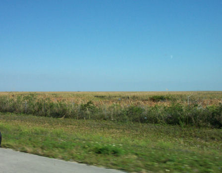 Alligator Alley