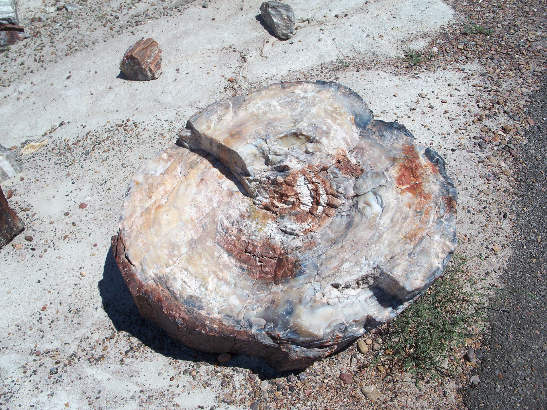 Petrified Forest