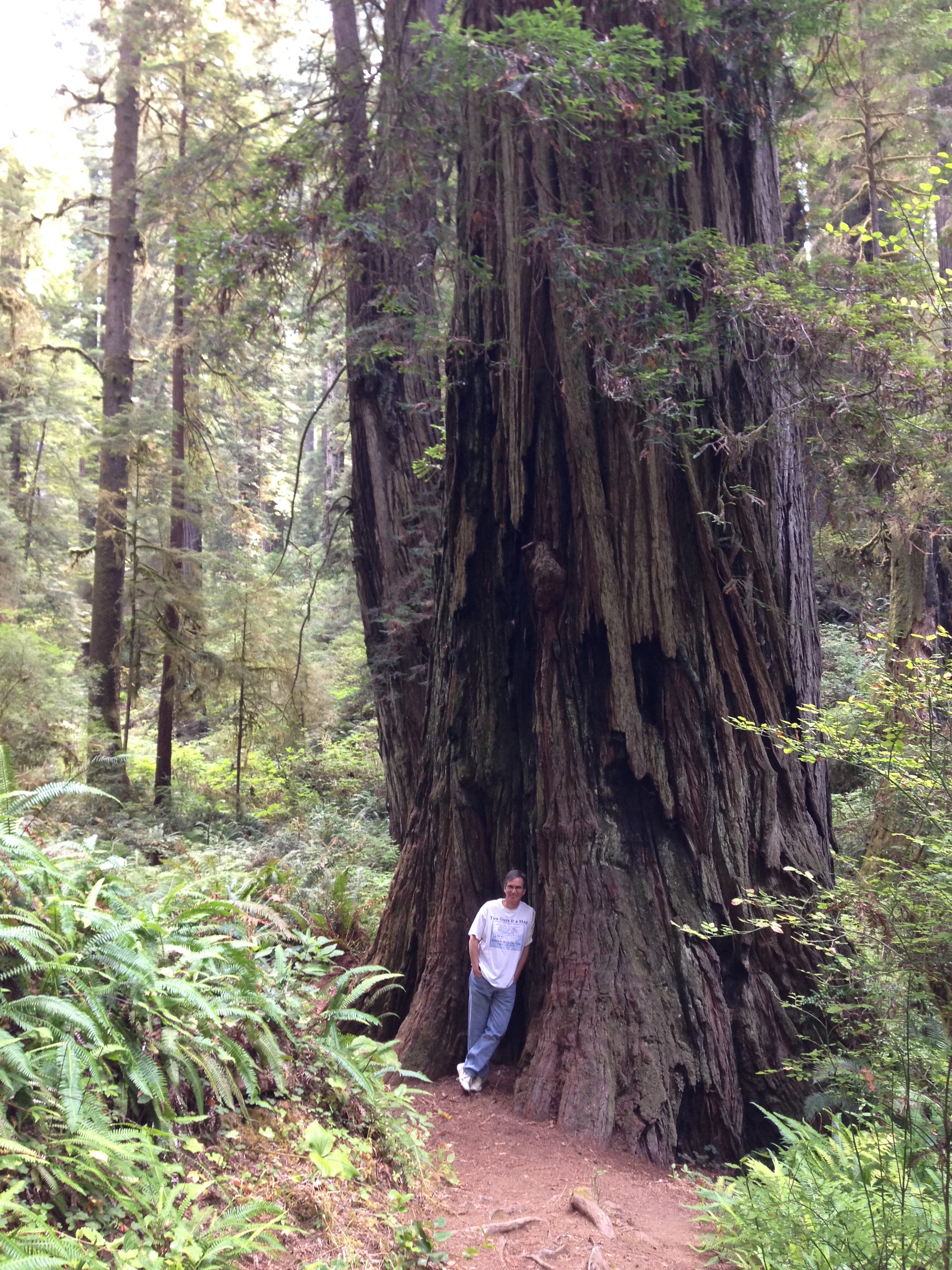 Redwoods