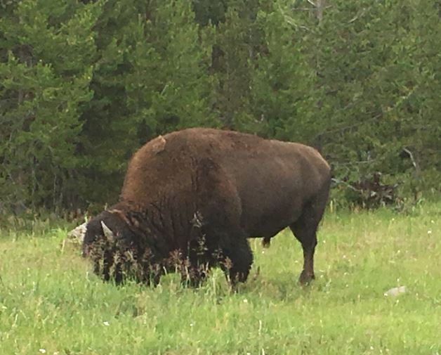 Yellowstone