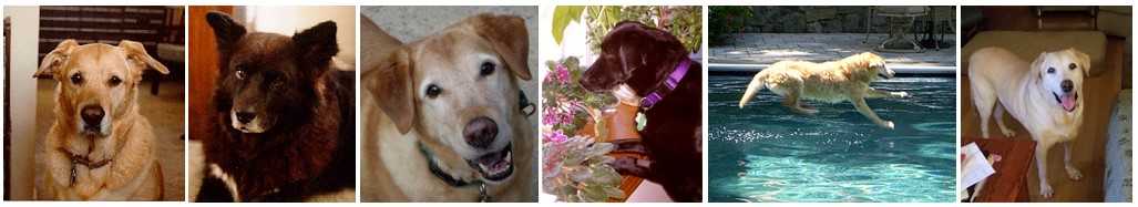 Dave's dogs